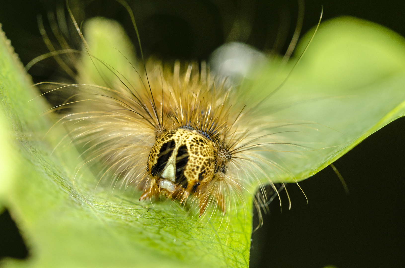 Porträt der Schwammspinner-Raupe (Lymantria dispar)