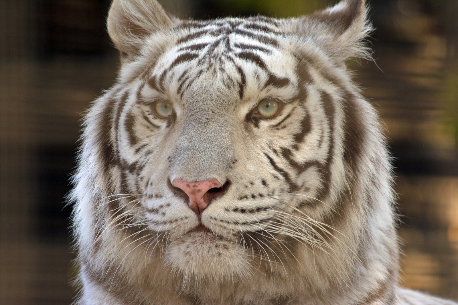 Porträt der Weiße Tiger.