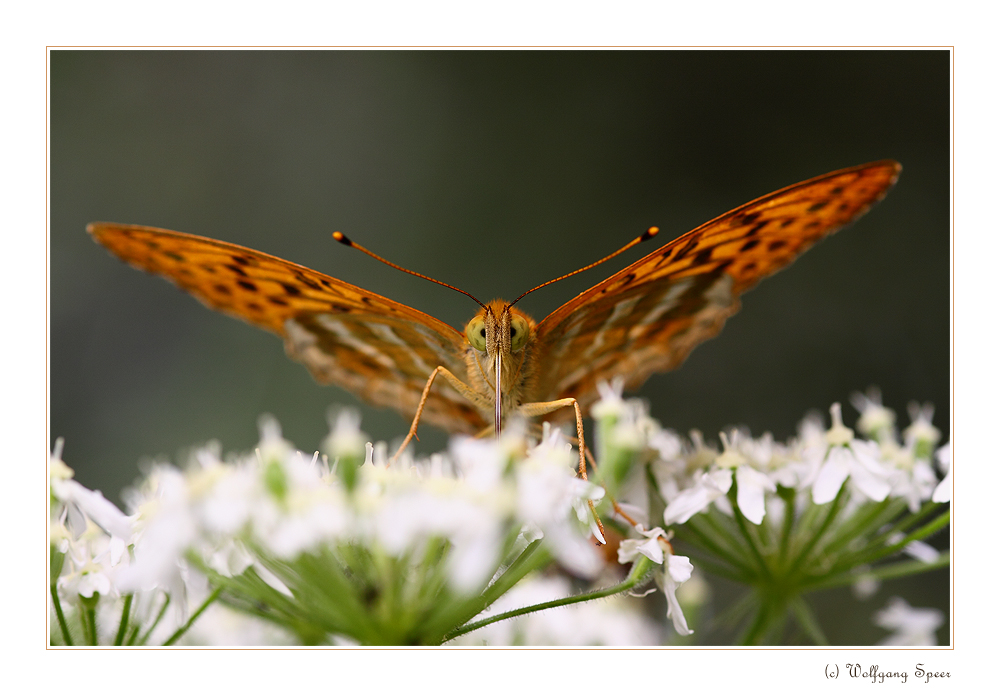 Porträt des Kaisermantel (Argynnis paphia)