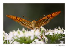 Porträt des Kaisermantel (Argynnis paphia)