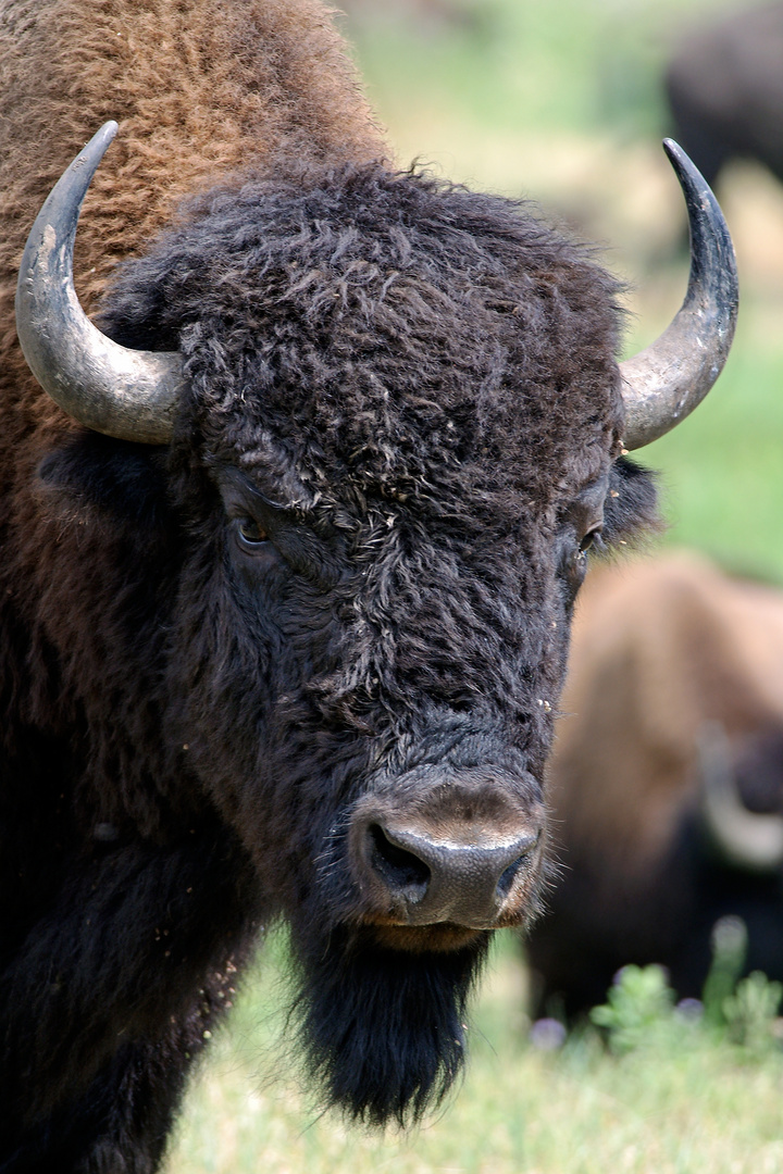 Porträt einer Bisonkuh