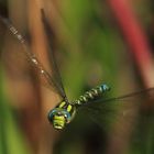 Porträt einer blaugrünen Mosaikjungfer im Flug