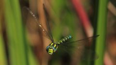 Porträt einer blaugrünen Mosaikjungfer im Flug