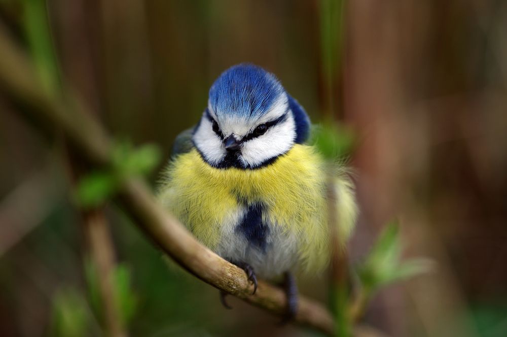 Porträt einer Blaumeise