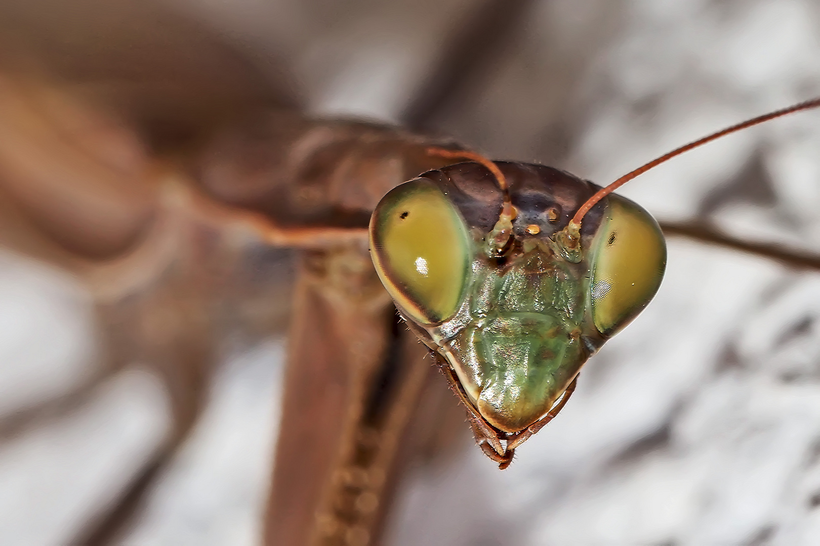 Porträt einer braunen Gottesanbeterin (Mantis religiosa) - Portrait d'une brunette!