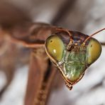 Porträt einer braunen Gottesanbeterin (Mantis religiosa) - Portrait d'une brunette!