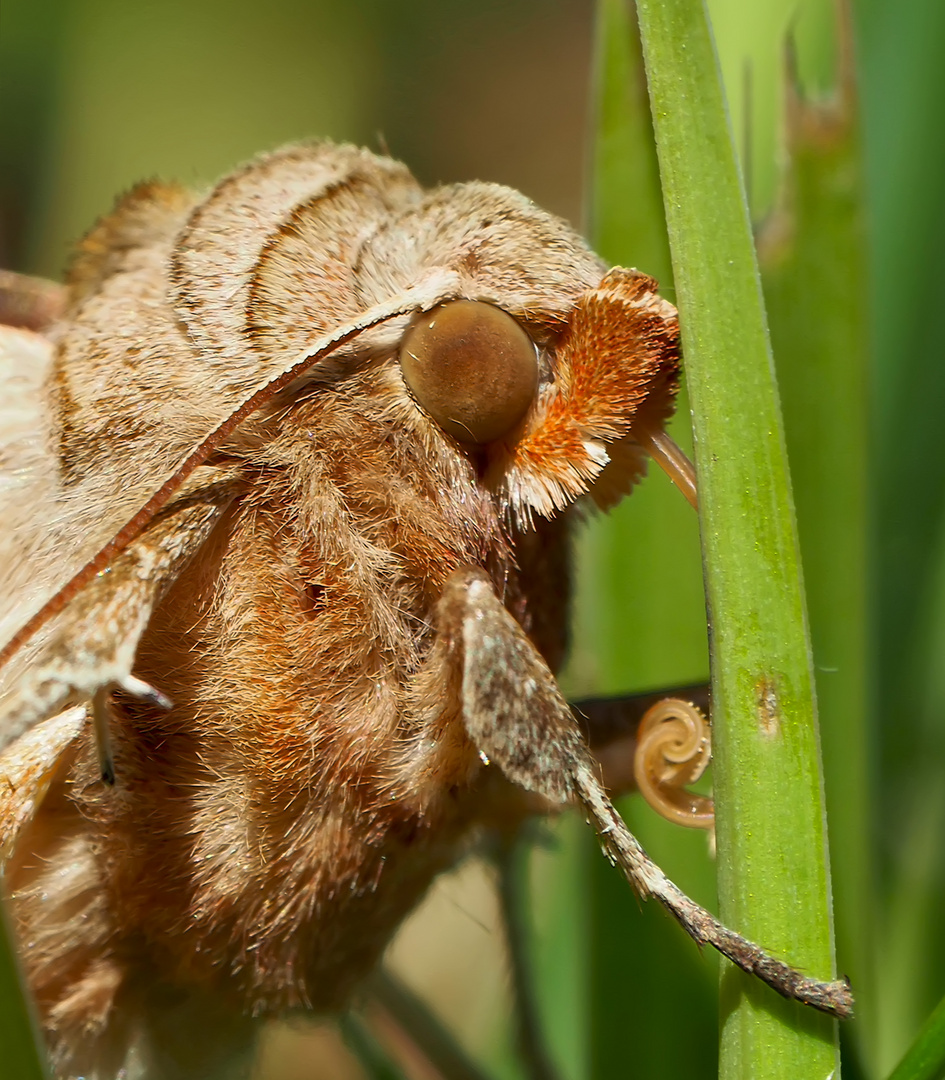 Porträt einer frisch geschlüpften Achateule (Phlogophora meticulosa) - Portrait de la Méticuleuse.