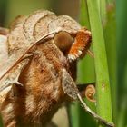 Porträt einer frisch geschlüpften Achateule (Phlogophora meticulosa) - Portrait de la Méticuleuse.