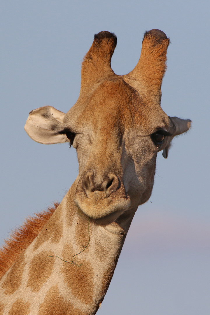 Porträt einer Giraffe-2