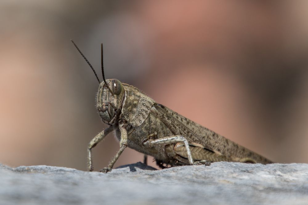 Porträt einer Heuschrecke