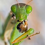 Porträt einer hungrigen Europäischen Gottesanbeterin (Mantis religiosa) - La mante religieuse.