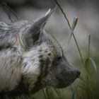 Porträt einer Hyäne