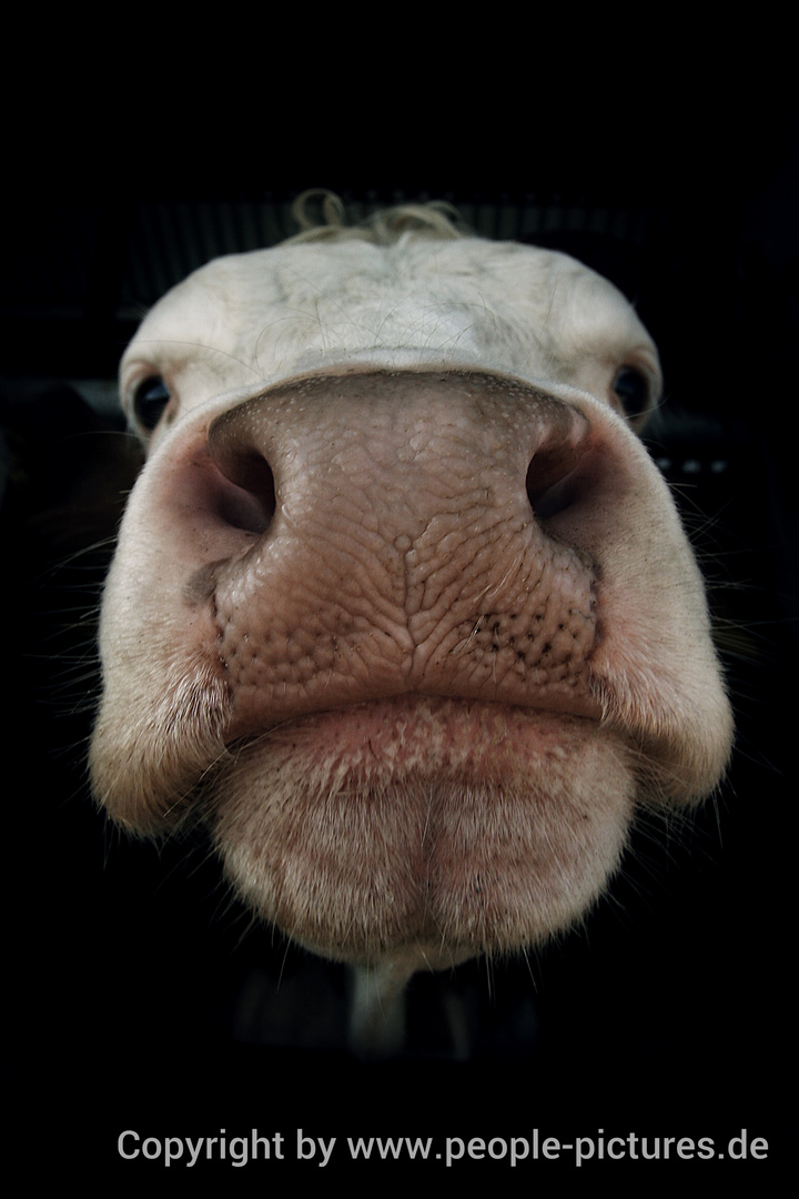 Porträt einer Kuh