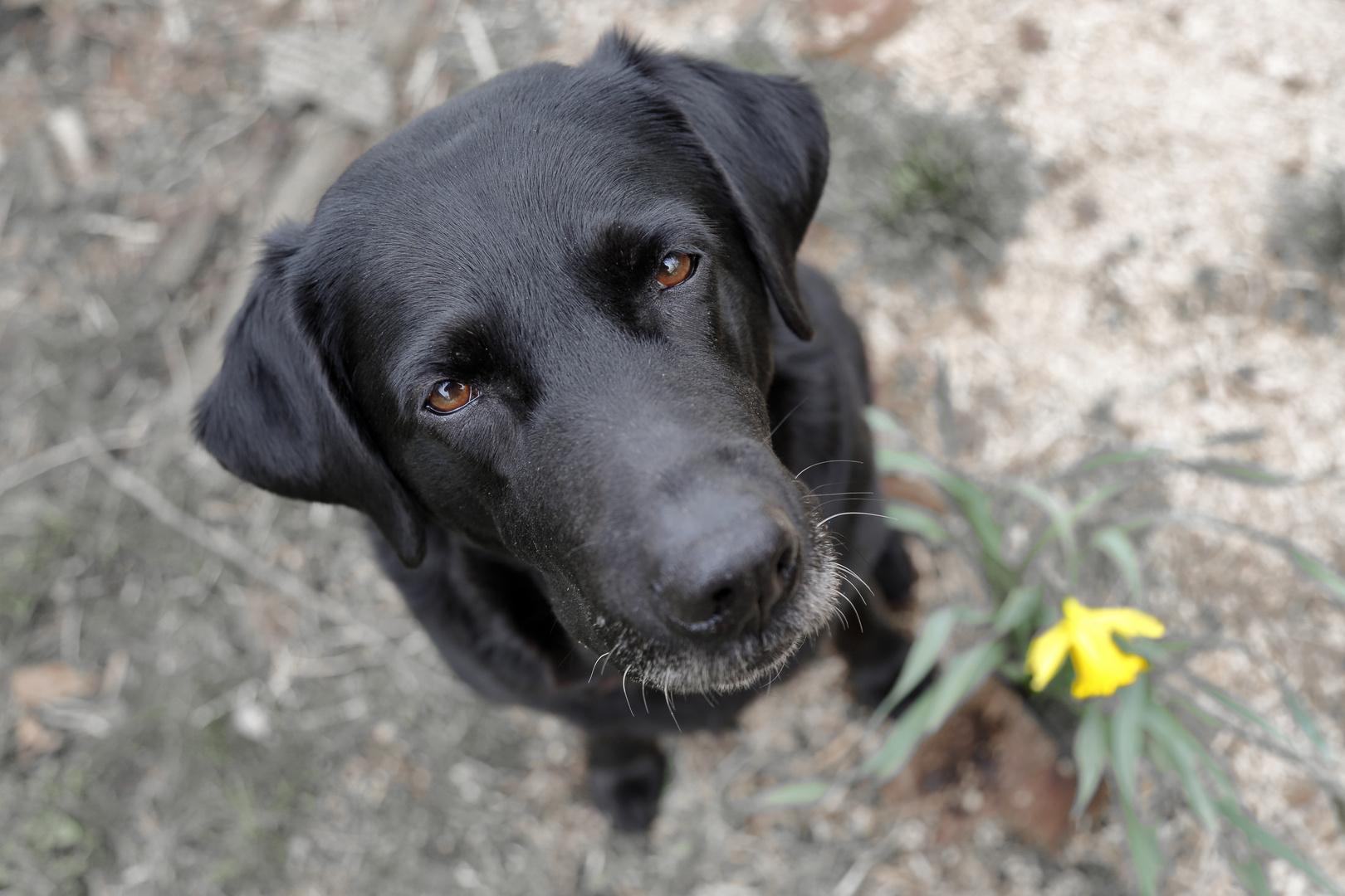 Porträt einer Labrador Hündin