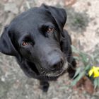 Porträt einer Labrador Hündin