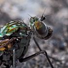 Porträt einer Langbeinfliege (Dolichopus ungulatus) - Portrait d'une mouche!