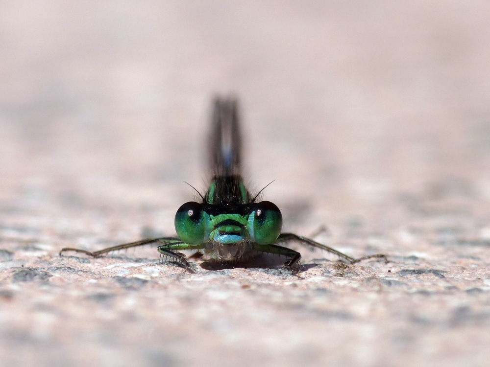 Porträt einer Libelle