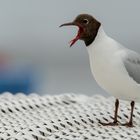 Porträt einer meckernden Lachmöwe