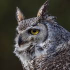 Porträt einer nördlichen gehörnten Eule / Portrait of a northern horned owl