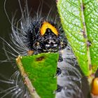 Porträt einer Raupe vom Mondvogel, die am Fressen ist....