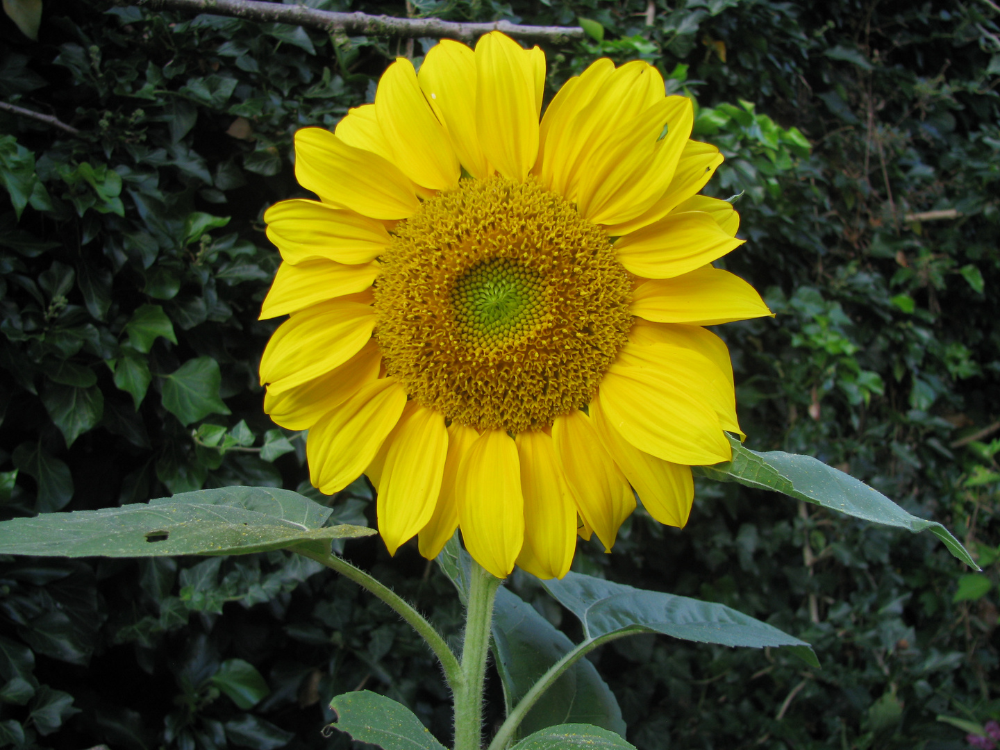 Porträt einer Sonnenblume