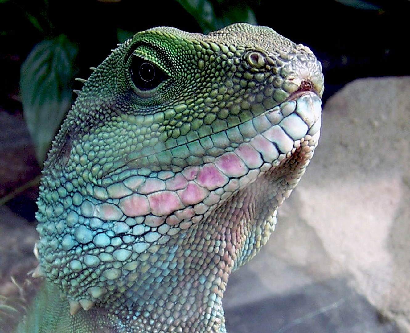 Porträt einer Wasseragame