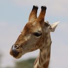 Porträt einer zweiten Giraffe- 2