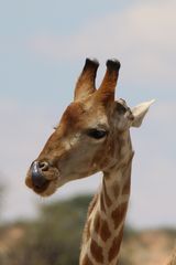 Porträt einer zweiten Giraffe- 2