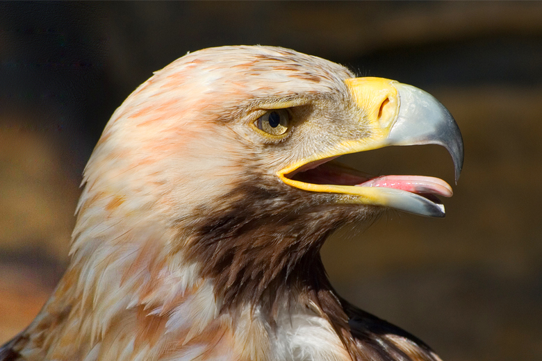 Porträt eines Adlers