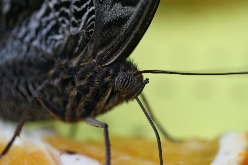 Porträt eines Bananenfalters (Caligo eurilochus)