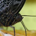 Porträt eines Bananenfalters (Caligo eurilochus)