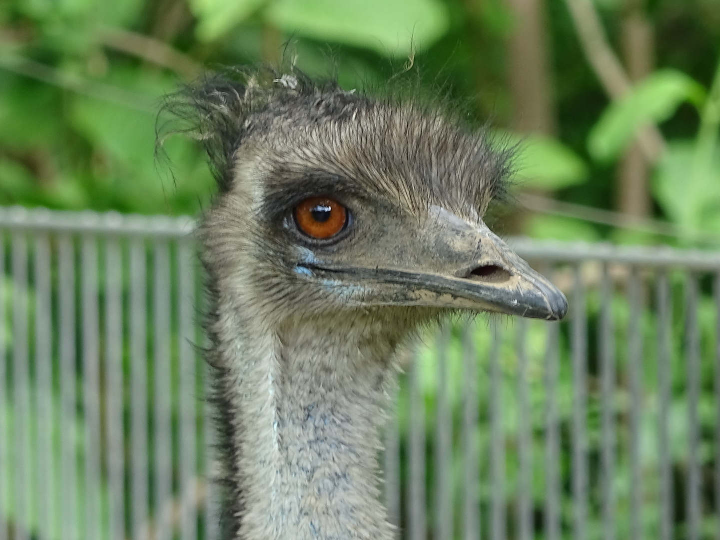 Porträt eines Emu_0031HF