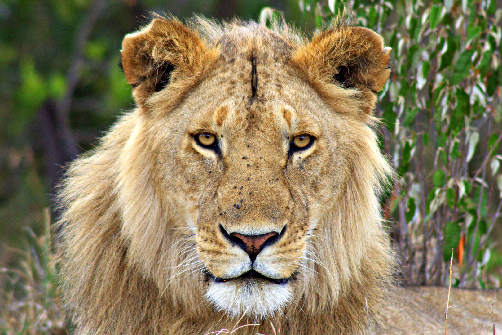 Porträt eines jugendlichen Löwen, Massai Mara, Kenia