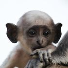 Porträt eines jungen Affens