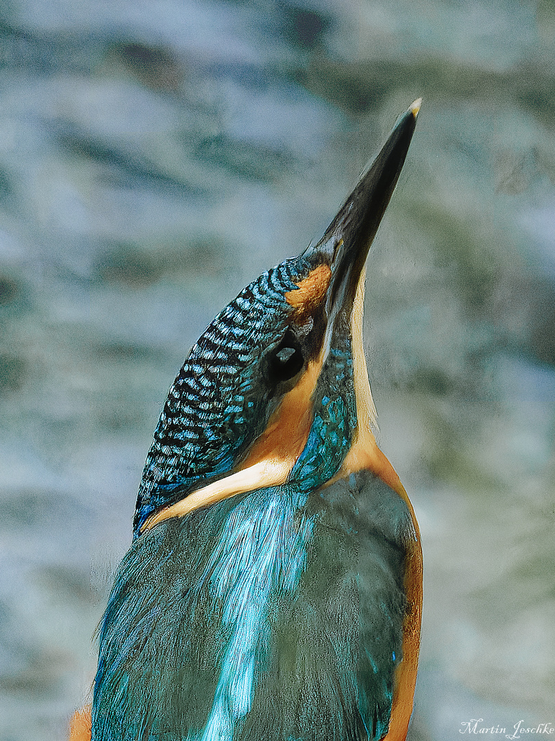 Porträt eines jungen Eisvogels