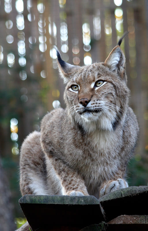 Porträt eines jungen Luchs