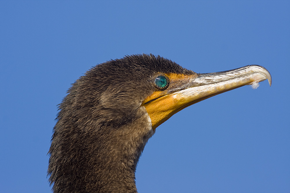 Porträt eines Kormoran