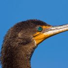 Porträt eines Kormoran