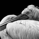 Porträt eines Pelikans.