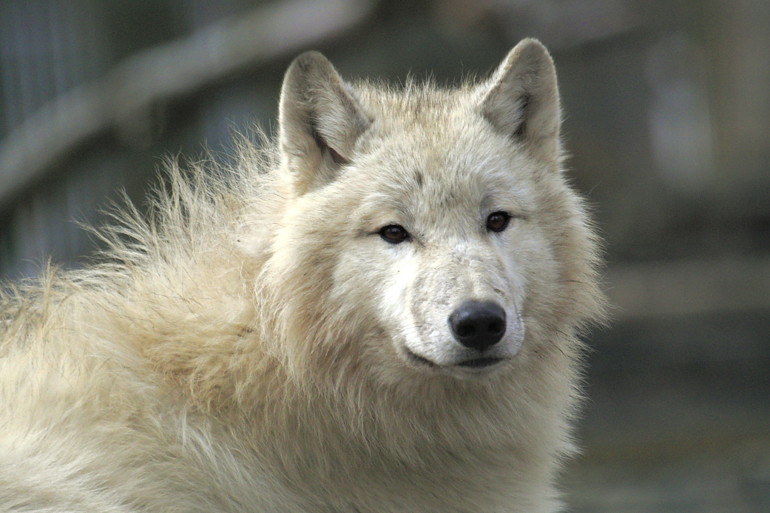 Porträt eines Polarwolfs