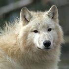 Porträt eines Polarwolfs