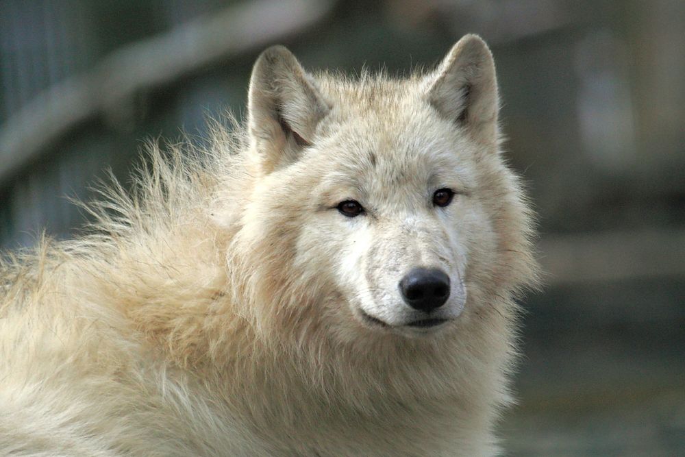 Porträt eines Polarwolfs