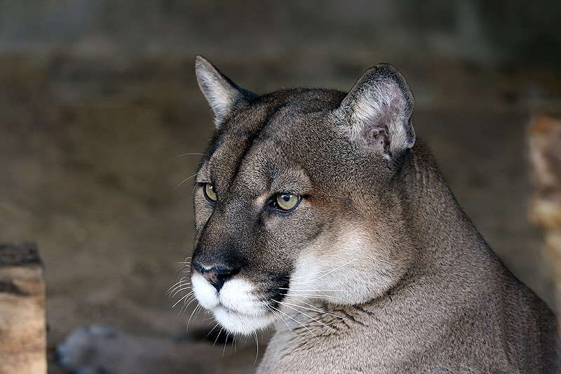 Porträt eines Pumas