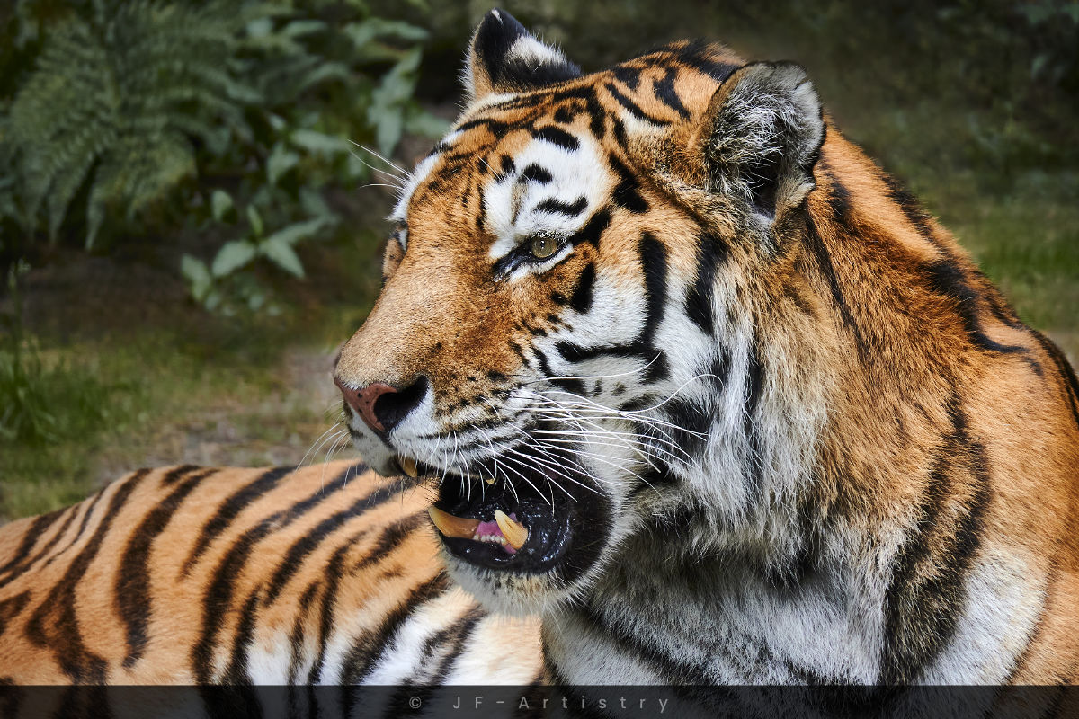 Porträt eines Tigers