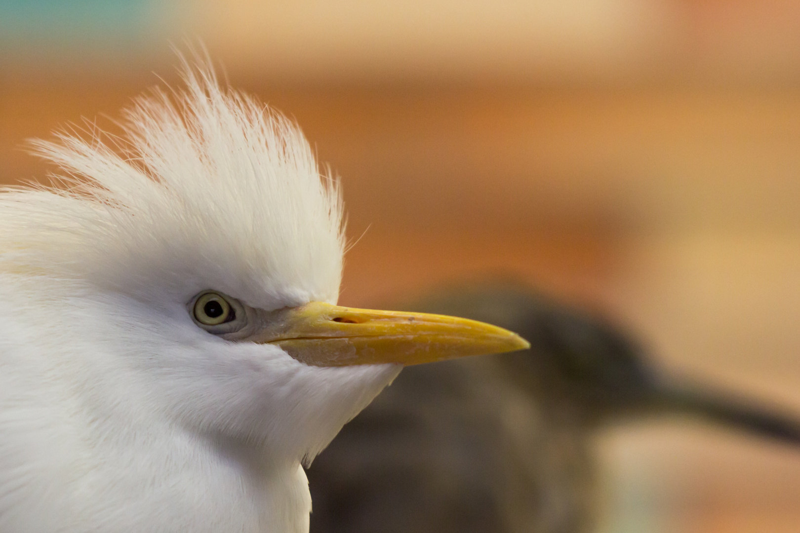 Porträt eines Vogels