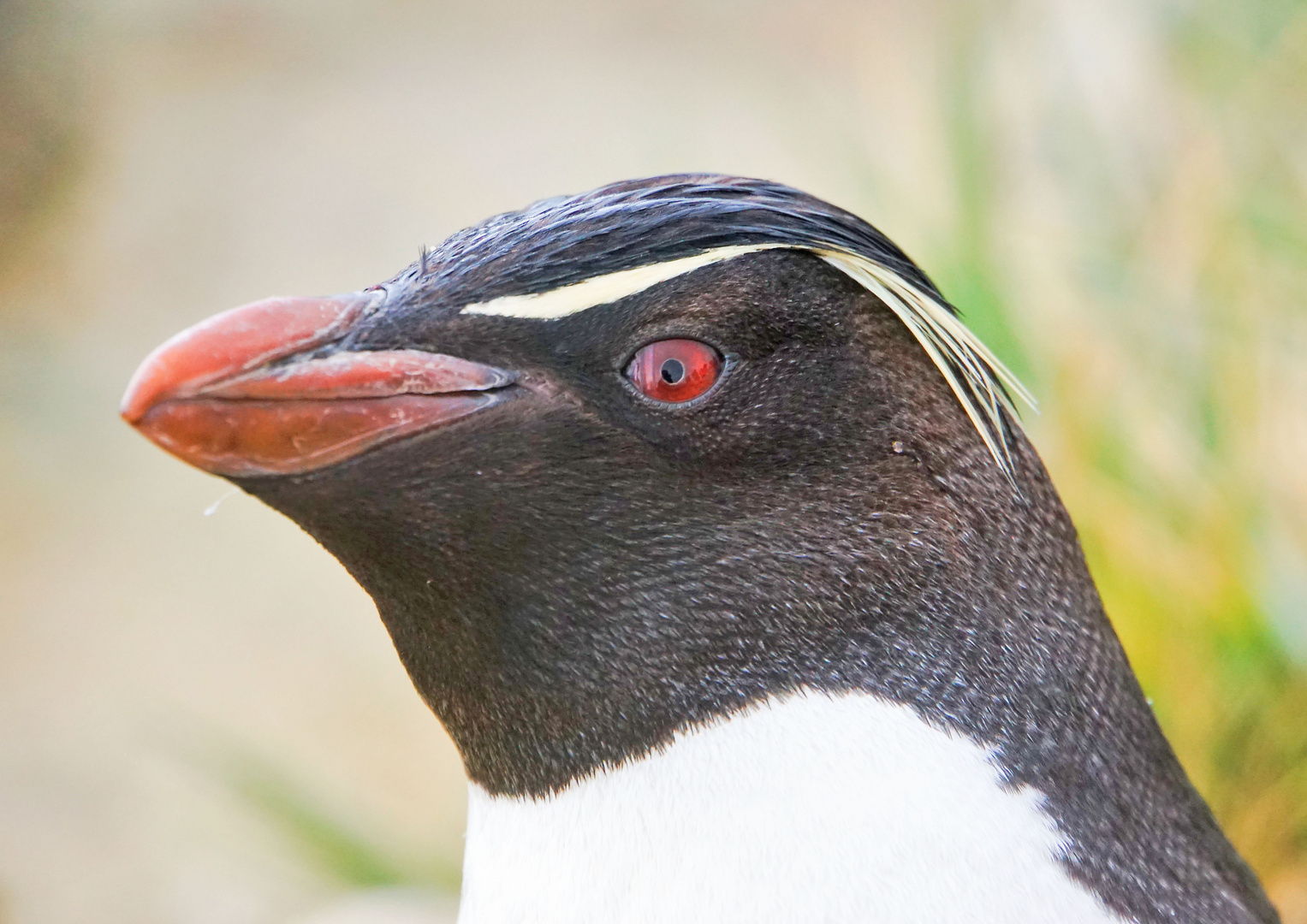 Porträt Felsenpinguin