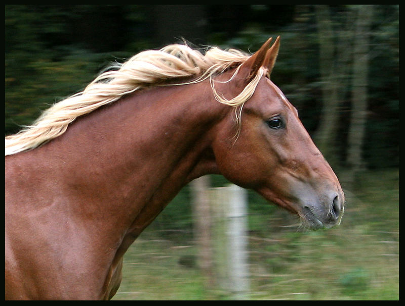 Porträt "Forest Gump"