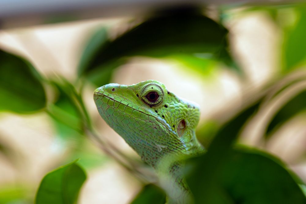 Porträt Gekko.