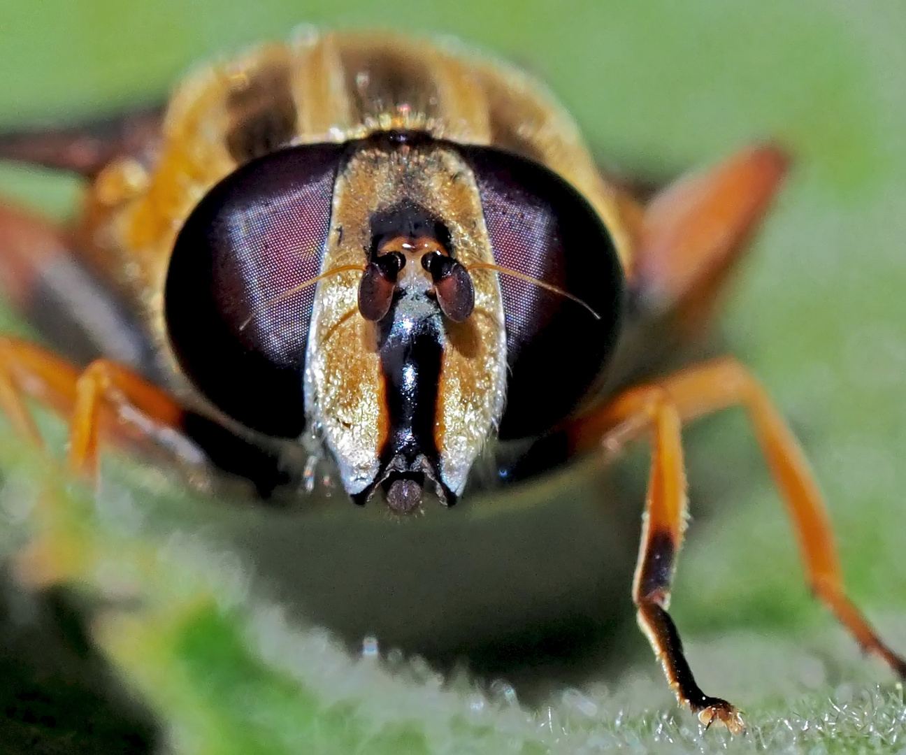 Porträt: Gemeine Sumpfschwebfliege (Helophilus pendulus) - L'Hélophile suspendu.