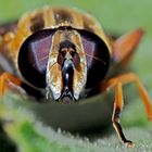 Porträt: Gemeine Sumpfschwebfliege (Helophilus pendulus) - L'Hélophile suspendu.